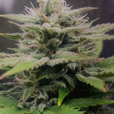 Blue Dream Matic (Done) growlog timeline photo