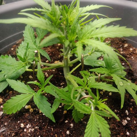 Blueberry Automatic (Done) growlog timeline photo