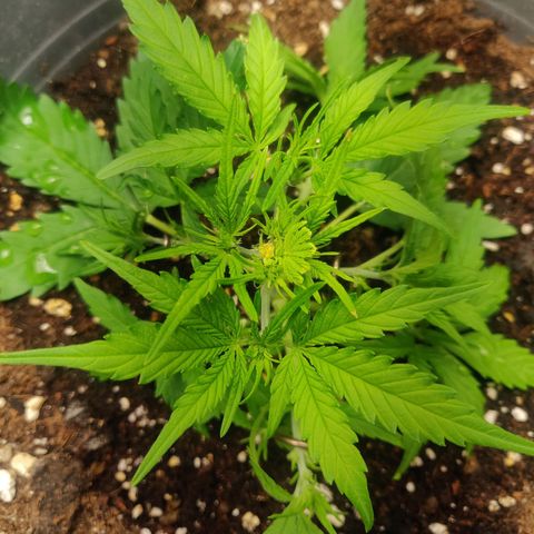 Blueberry Automatic (Done) growlog timeline photo
