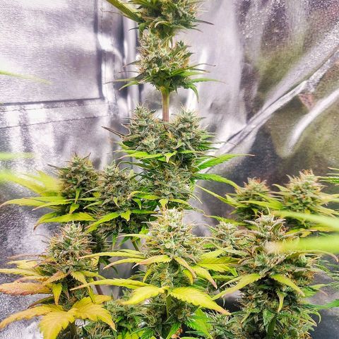 Dark Devil Auto (Done) growlog timeline photo