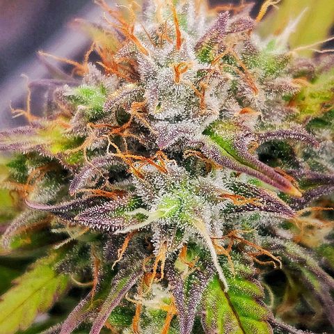 Dark Devil Auto (Done) growlog timeline photo