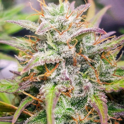 Dark Devil Auto (Done) growlog timeline photo