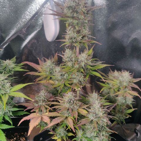 Dark Devil Auto (Done) growlog timeline photo