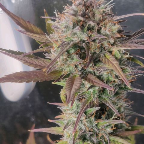 Dark Devil Auto (Done) growlog timeline photo