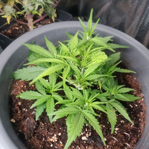 Blueberry Automatic (Done) growlog timeline photo