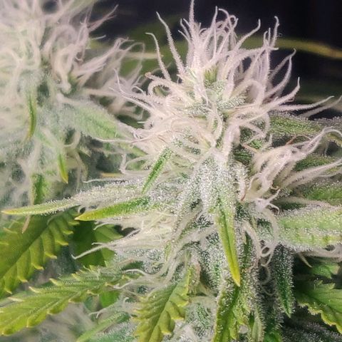 Amnesia Haze (Done) growlog timeline photo