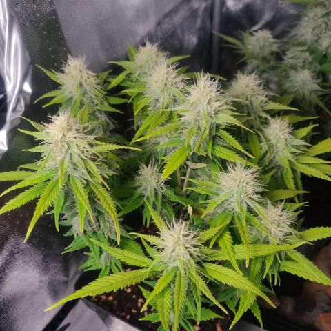 Amnesia Haze (Done) growlog timeline photo