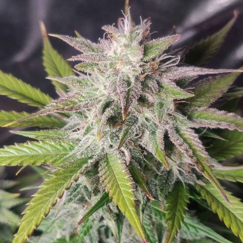 Blue Dream Matic (Done) growlog timeline photo
