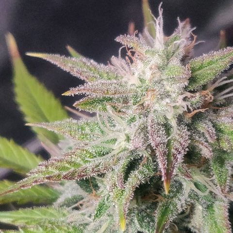 Blue Dream Matic (Done) growlog timeline photo