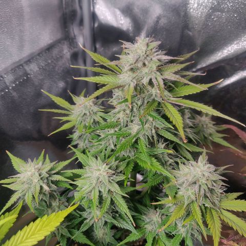 Blue Dream Matic (Done) growlog timeline photo