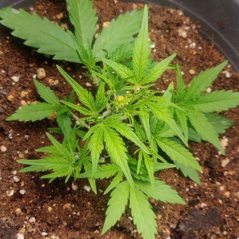 Blueberry Automatic (Done) growlog timeline photo