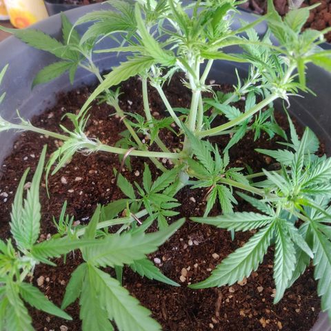 Blueberry Automatic (Done) growlog timeline photo