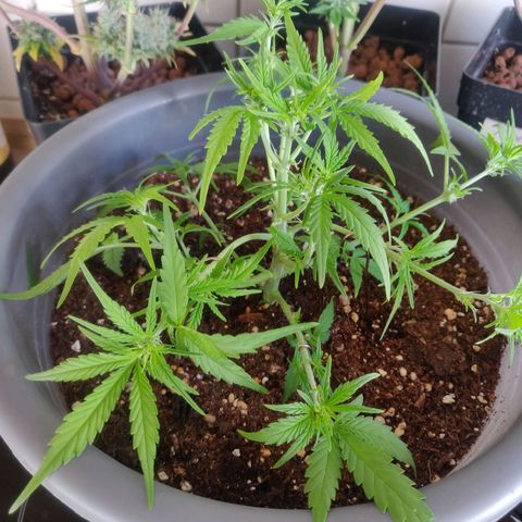 Blueberry Automatic (Done) growlog timeline photo