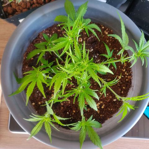 Blueberry Automatic (Done) growlog timeline photo