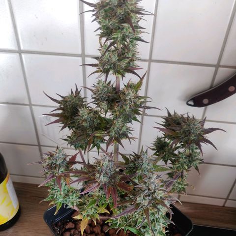 Dark Devil Auto (Done) growlog timeline photo