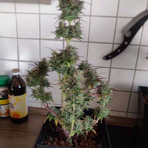 Dark Devil Auto (Done) growlog timeline photo