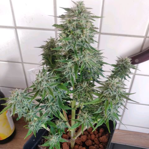 Blue Dream Matic (Done) growlog timeline photo