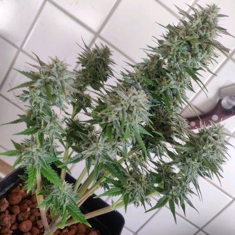 Blue Dream Matic (Done) growlog timeline photo