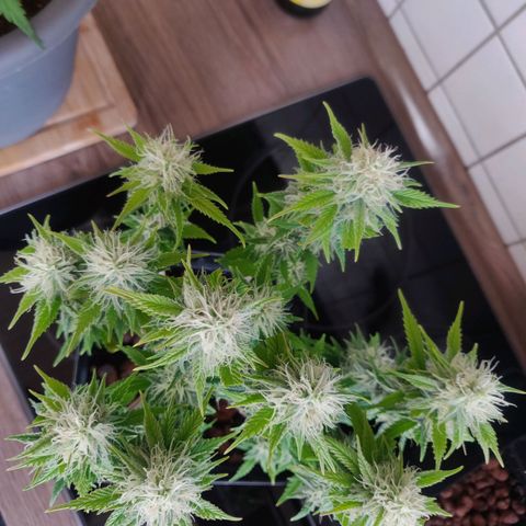 Amnesia Haze (Done) growlog timeline photo