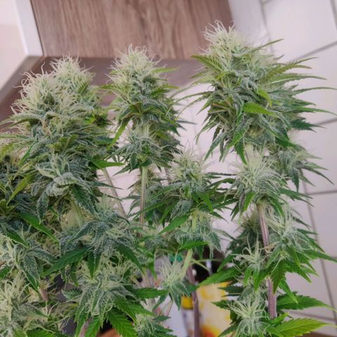 Amnesia Haze (Done) growlog timeline photo