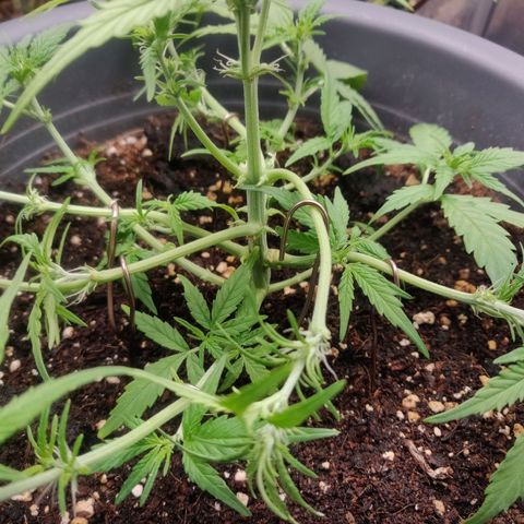 Blueberry Automatic (Done) growlog timeline photo