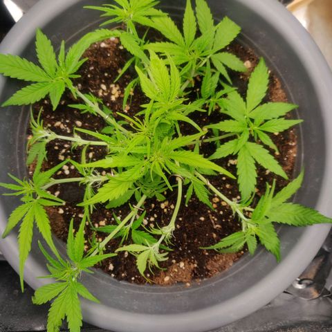 Blueberry Automatic (Done) growlog timeline photo