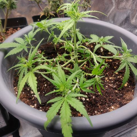 Blueberry Automatic (Done) growlog timeline photo