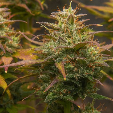 Dark Devil Auto (Done) growlog timeline photo