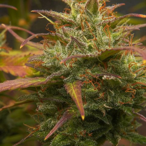 Dark Devil Auto (Done) growlog timeline photo
