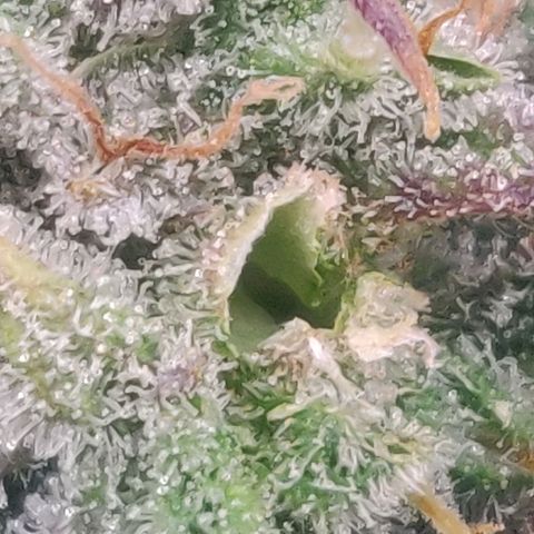 Dark Devil Auto (Done) growlog photo: Hat einen, bis jetzt sichtbaren, Samen ausgebildet, vermutlich durch lichtstress, oder Bewässerungsstress. 
Hat mir nen, vorraussichtlich, femininisierten Seed geschenkt! 😍🥰🌬️