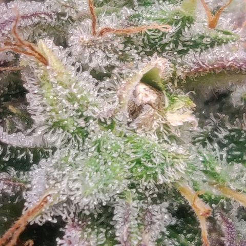 Dark Devil Auto (Done) growlog photo: Hat einen, bis jetzt sichtbaren, Samen ausgebildet, vermutlich durch lichtstress, oder Bewässerungsstress. 
Hat mir nen, vorraussichtlich, femininisierten Seed geschenkt! 😍🥰🌬️