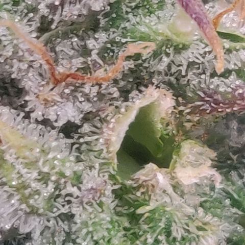 Dark Devil Auto (Done) growlog photo: Hat einen, bis jetzt sichtbaren, Samen ausgebildet, vermutlich durch lichtstress, oder Bewässerungsstress. 
Hat mir nen, vorraussichtlich, femininisierten Seed geschenkt! 😍🥰🌬️
