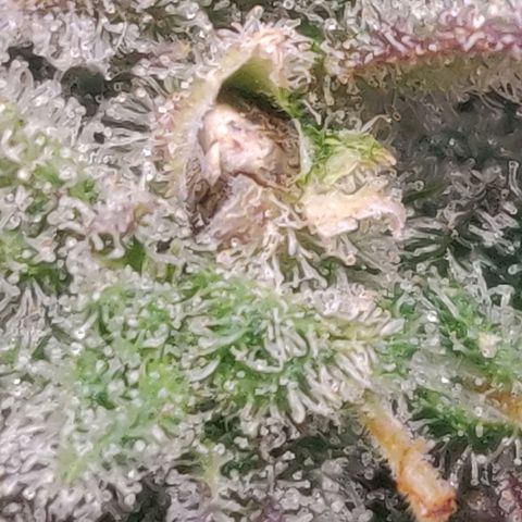 Dark Devil Auto (Done) growlog photo: Hat einen, bis jetzt sichtbaren, Samen ausgebildet, vermutlich durch lichtstress, oder Bewässerungsstress. 
Hat mir nen, vorraussichtlich, femininisierten Seed geschenkt! 😍🥰🌬️