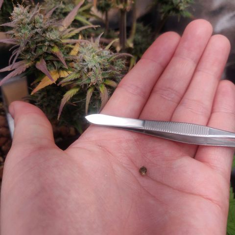 Dark Devil Auto (Done) growlog photo: Hat einen, bis jetzt sichtbaren, Samen ausgebildet, vermutlich durch lichtstress, oder Bewässerungsstress. 
Hat mir nen, vorraussichtlich, femininisierten Seed geschenkt! 😍🥰🌬️