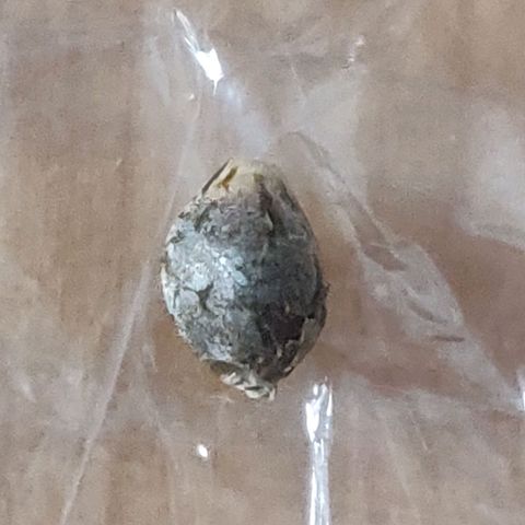 Dark Devil Auto (Done) growlog photo: Hat einen, bis jetzt sichtbaren, Samen ausgebildet, vermutlich durch lichtstress, oder Bewässerungsstress. 
Hat mir nen, vorraussichtlich, femininisierten Seed geschenkt! 😍🥰🌬️