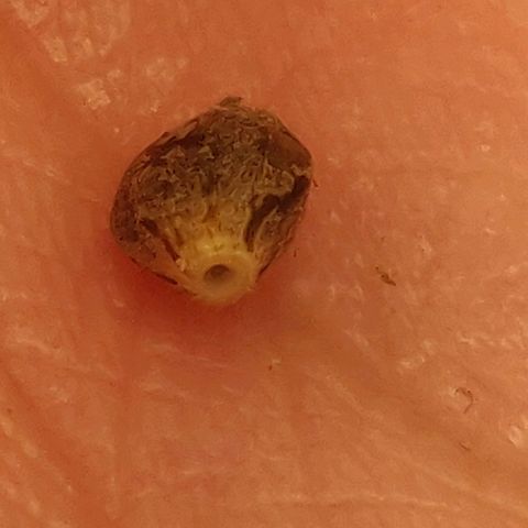 Dark Devil Auto (Done) growlog photo: Hat einen, bis jetzt sichtbaren, Samen ausgebildet, vermutlich durch lichtstress, oder Bewässerungsstress. 
Hat mir nen, vorraussichtlich, femininisierten Seed geschenkt! 😍🥰🌬️