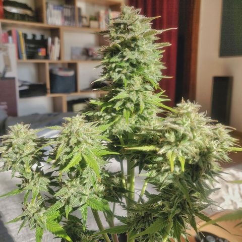 Dark Devil Auto (Done) growlog timeline photo