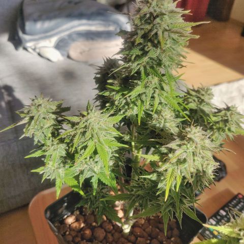 Dark Devil Auto (Done) growlog timeline photo