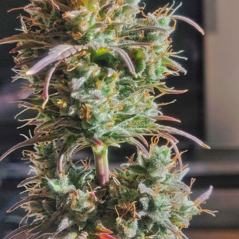 Dark Devil Auto (Done) growlog timeline photo