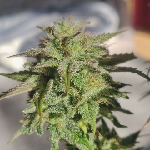 Dark Devil Auto (Done) growlog timeline photo