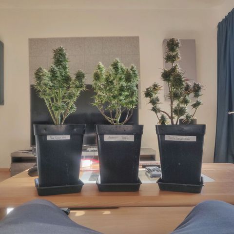 Dark Devil Auto (Done) growlog timeline photo