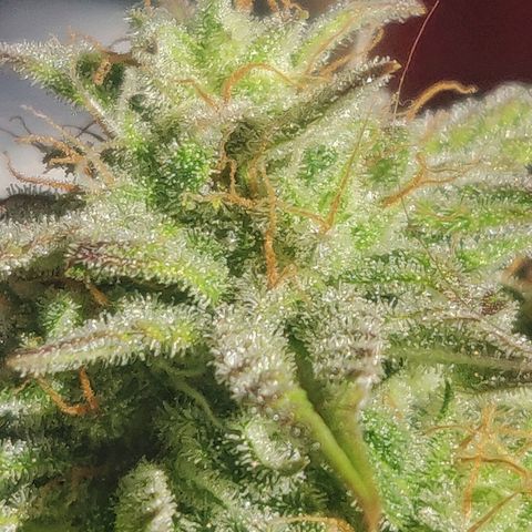 Dark Devil Auto (Done) growlog timeline photo