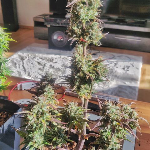 Dark Devil Auto (Done) growlog timeline photo