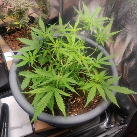 Blueberry Automatic (Done) growlog timeline photo