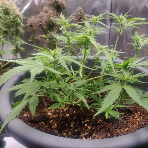 Blueberry Automatic (Done) growlog timeline photo