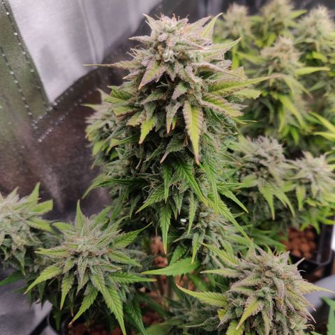 Blue Dream Matic (Done) growlog timeline photo