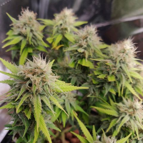 Amnesia Haze (Done) growlog timeline photo