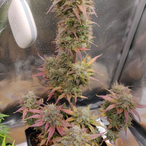 Dark Devil Auto (Done) growlog timeline photo