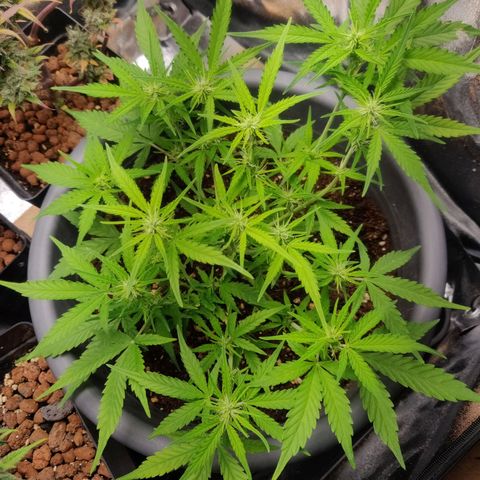 Blueberry Automatic (Done) growlog timeline photo
