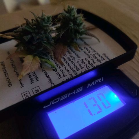 Dark Devil Auto (Done) growlog photo: Testernte 1,3G Nassgewicht